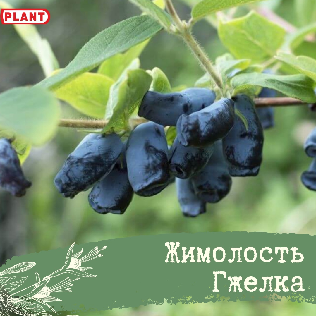 Жимолость гжелка описание сорта опылители - у дачки