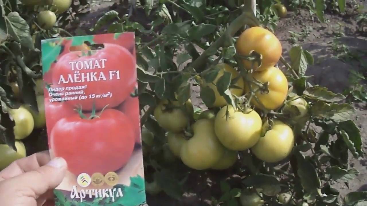 Топ-30 лучших сортов штамбовых томатов | +отзывы