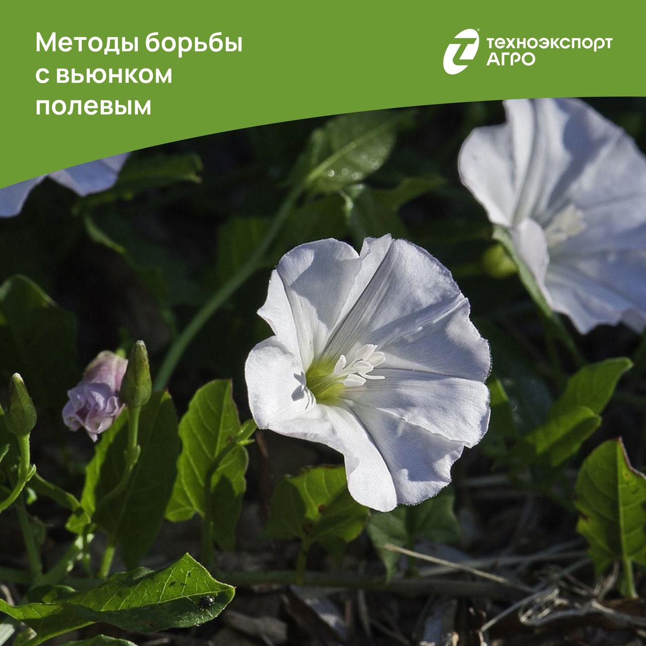Вьюнок полевой – фото растения, описание стебля, как избавиться, лечебные свойства
