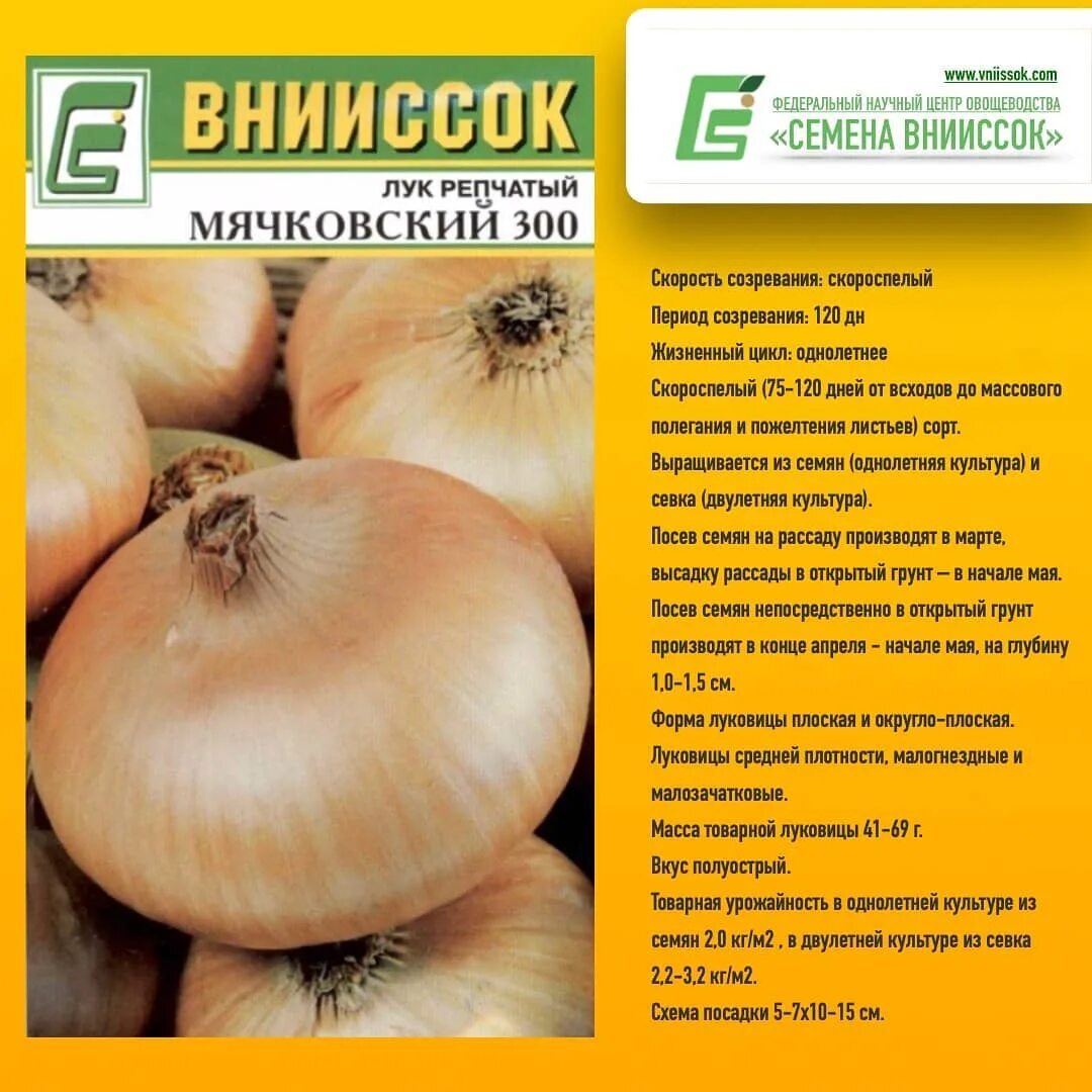 Лук мячковский (репчатый): описание сорта, фото севка, отзывы, выращивание из семян, когда сажать, подготовка под зиму