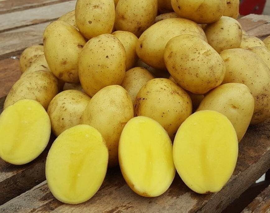 Ранние сорта картофеля, характеристика