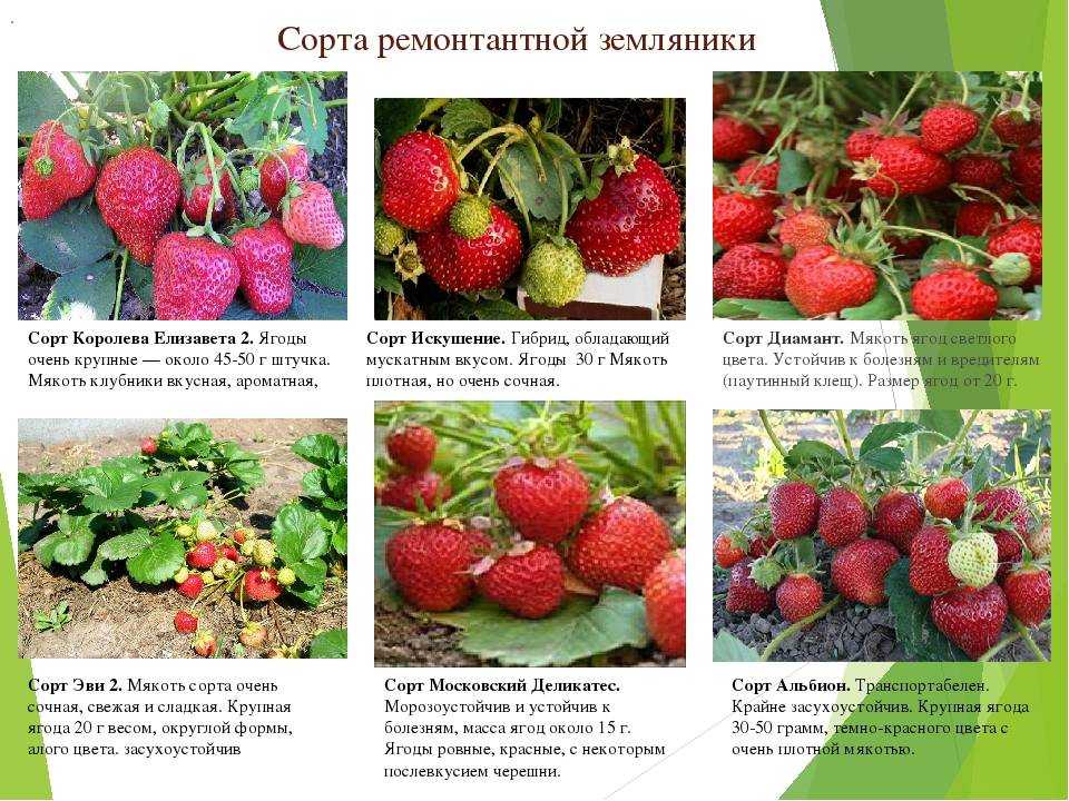 Клубника – описание, виды, сорта, выращивание, уход, фото