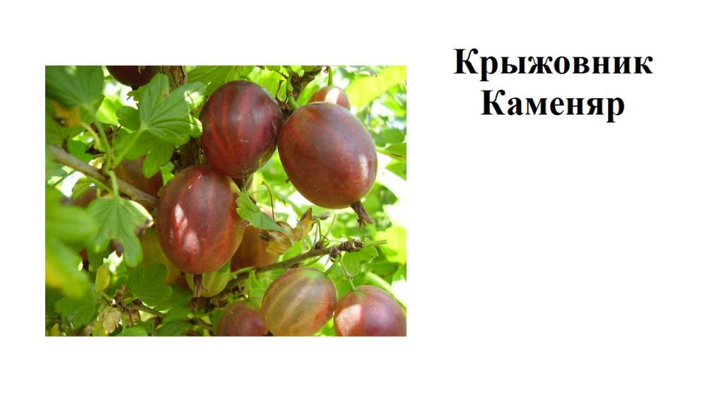 Крыжовник каменяр описание сорта