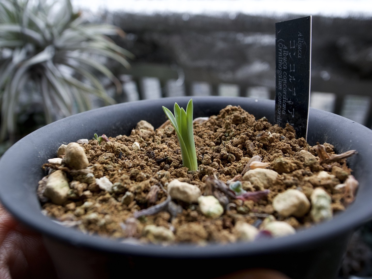 Альбука: спиральная (albuca spiralis) и другие виды, их фото, уход в домашних условиях, выращивание из семян, а также что это за растения?