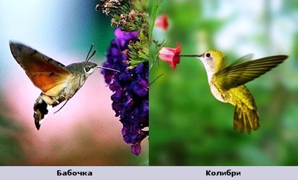 Бабочка бражник (sphingidae)и шмелевидка жимолостная