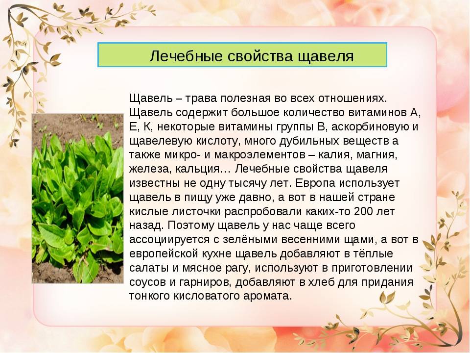 Щавель кислый — rumex acetosa l.