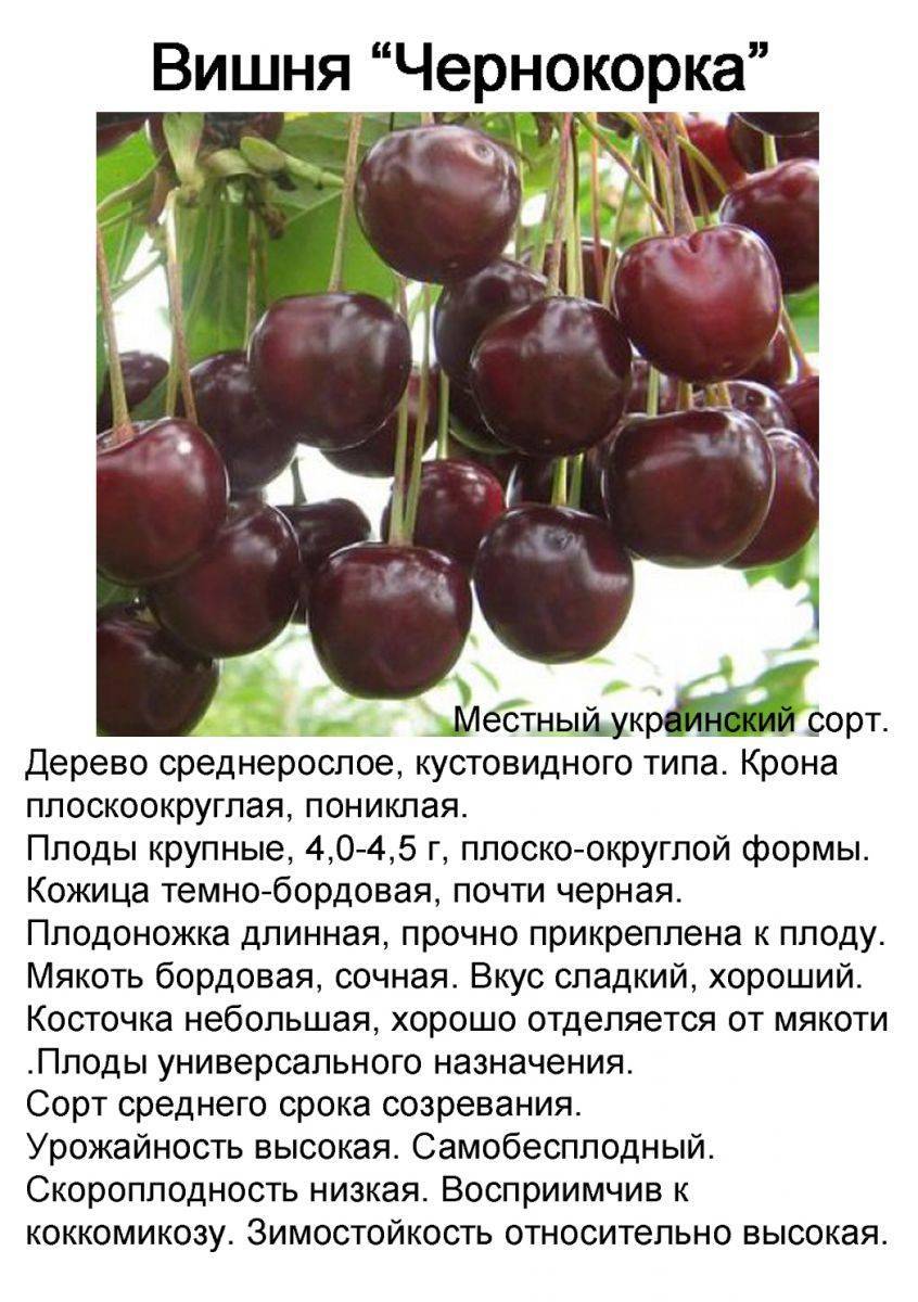 Черешня сказка