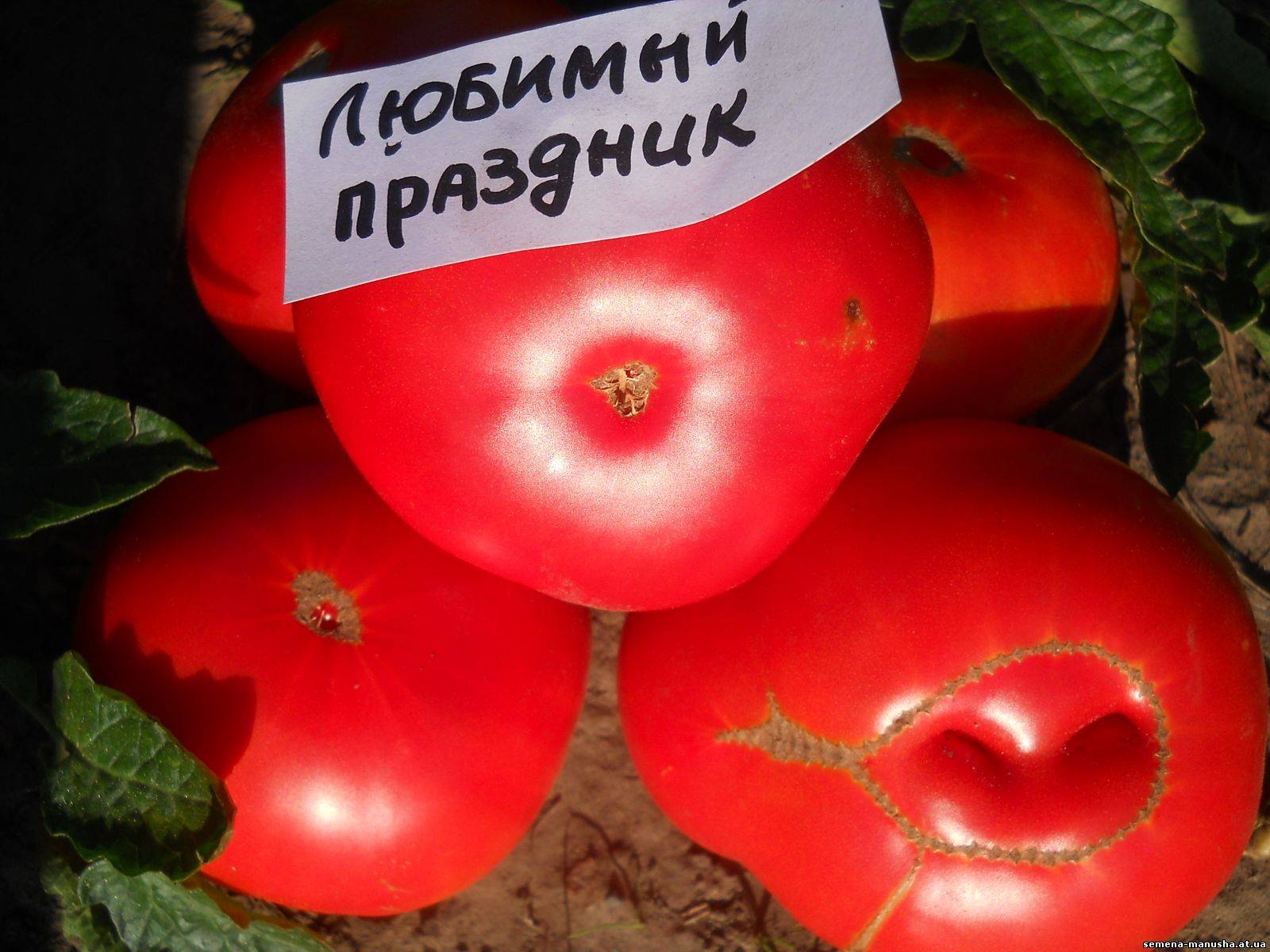 Томат любимый праздник: описание сорта, фото, отзыв, урожайность