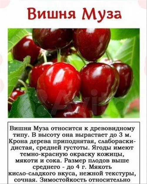 О вишне изобильной: описание и характеристики сорта, уход и выращивание