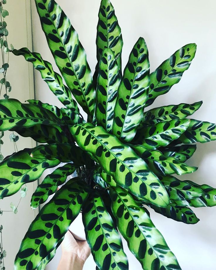 Калатея лансифолия (calathea lancifolia): фото, уход в домашних условиях, проблемы с листьями, пересадка