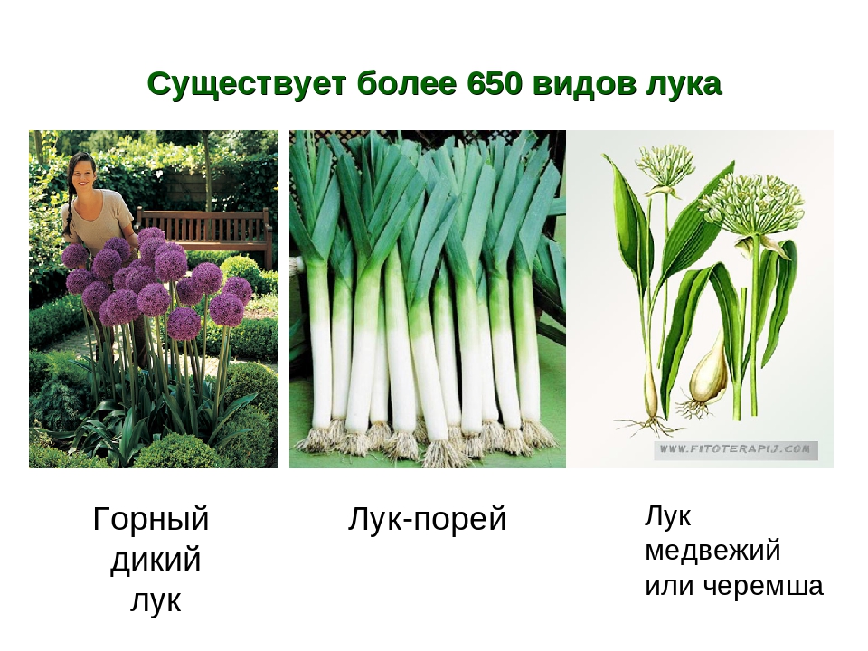 Репчатый лук полуострые сорта