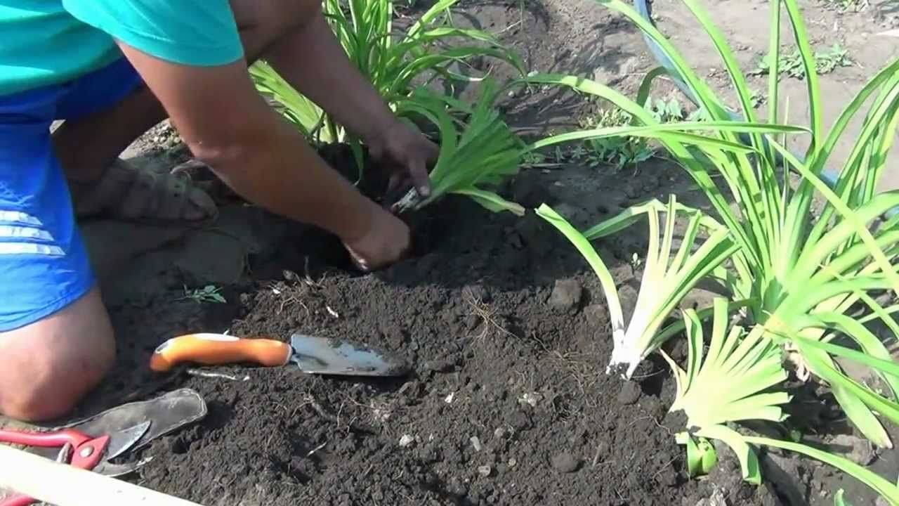 Лилейники: сорта с фото и названиями, виды, лучшие для подмосковья, ранние, поздние, миниатюрные, высокие, цветущие все лето, отзывы