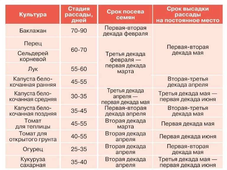 Томат русский размер: отзывы, фото, урожайность