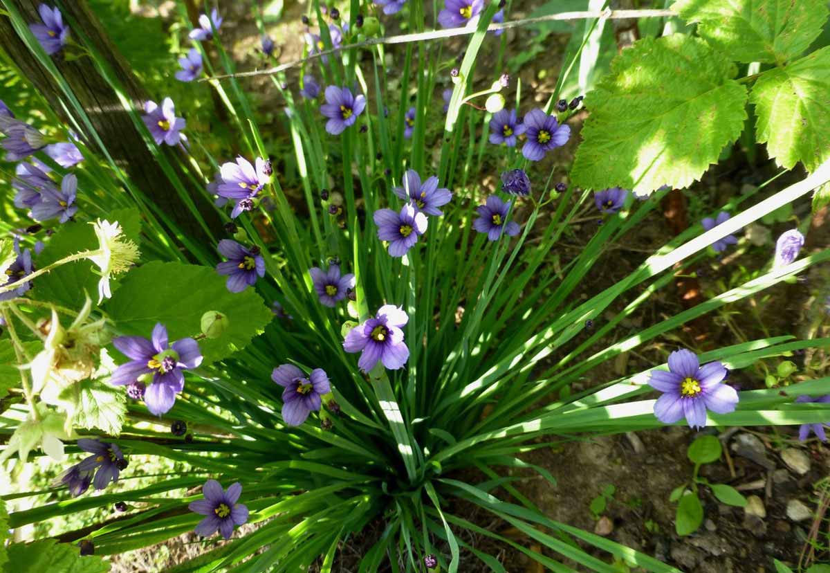 Гигрофила лимонник (hygrophila corymbosa): описание, содержание, фото и отзывы