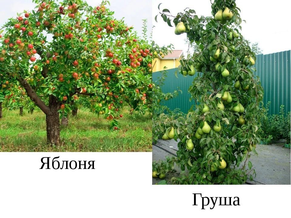 Яблоня: внешний вид, фото, особенности, интересные факты, среда обитания