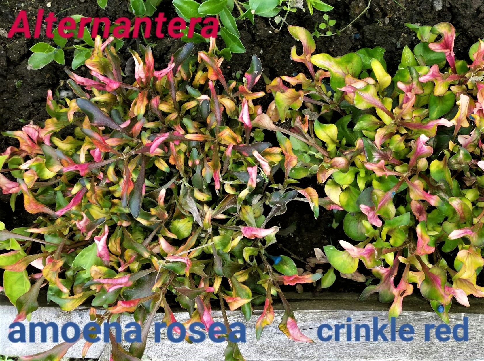Альтернантера рейнека (alternanthera reineckii): описание, содержание, фото и отзывы