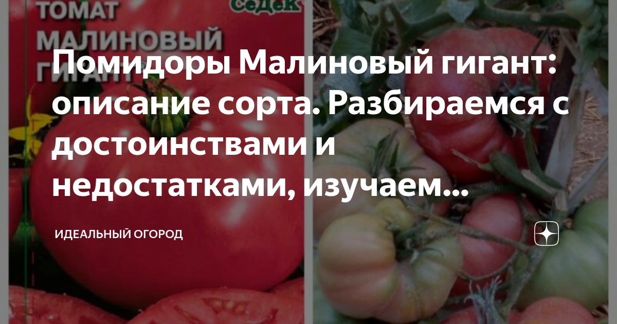Томат розовый гигант: описание сорта, его главные достоинства, отзывы и фото овощеводов, советы по выращиванию для получения высоких урожаев