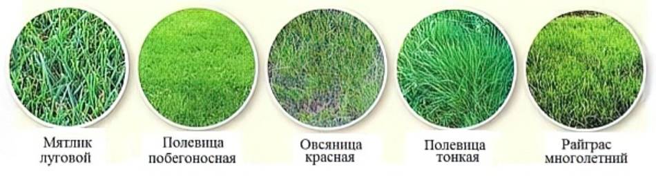 Мятлик луговой: описание растения, сорта, фото, как использовать для газона