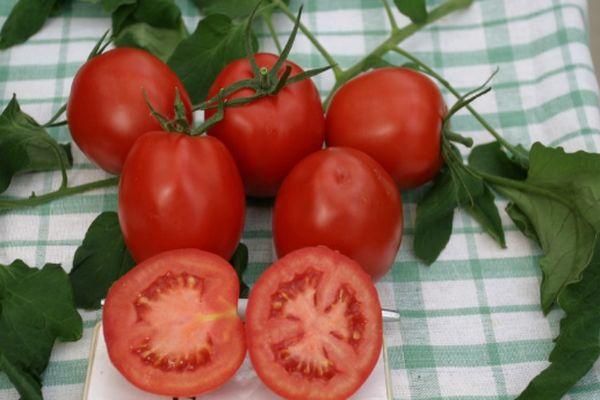 Томат картофельный малиновый: отзывы, фото, урожайность