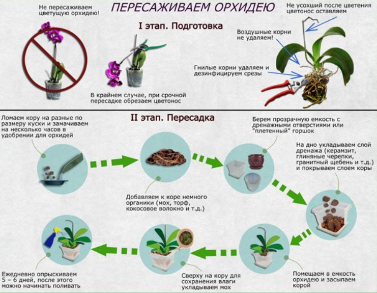 Орхидея ангрекум: уход в домашних условиях, пересадка и размножение
