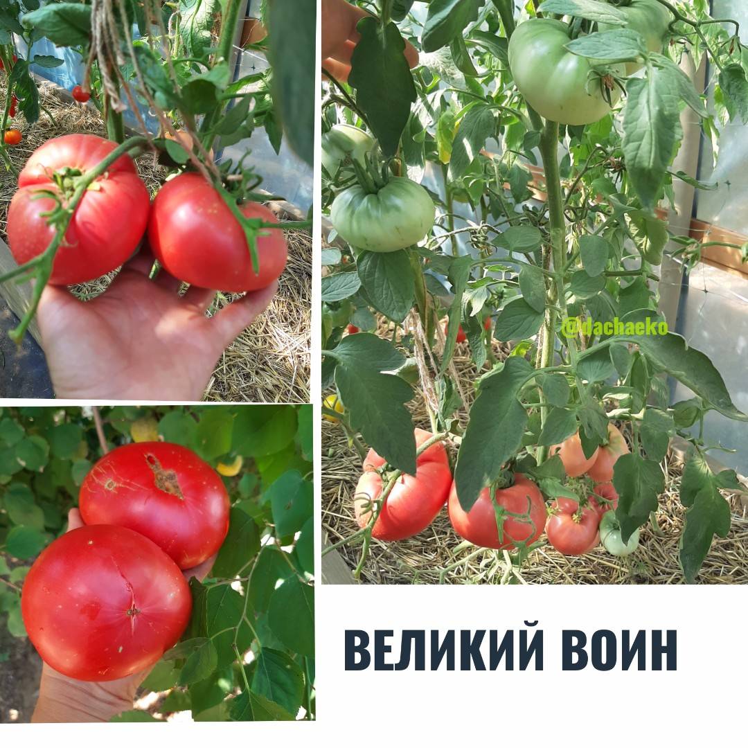Томат великий воин: описание сорта, фото, отзывы (6), урожайность | tomatland.ru