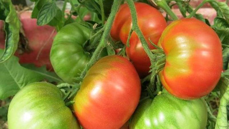 Томат «гигант новикова»: отзывы, фото, урожайность