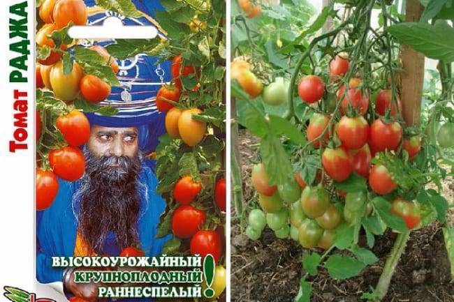 Описание сорта Раджа Раннеспелый, крупноплодный полудетерминантный сорт томата для теплиц и открытого грунта Купить семена томата Раджа почтой недорого