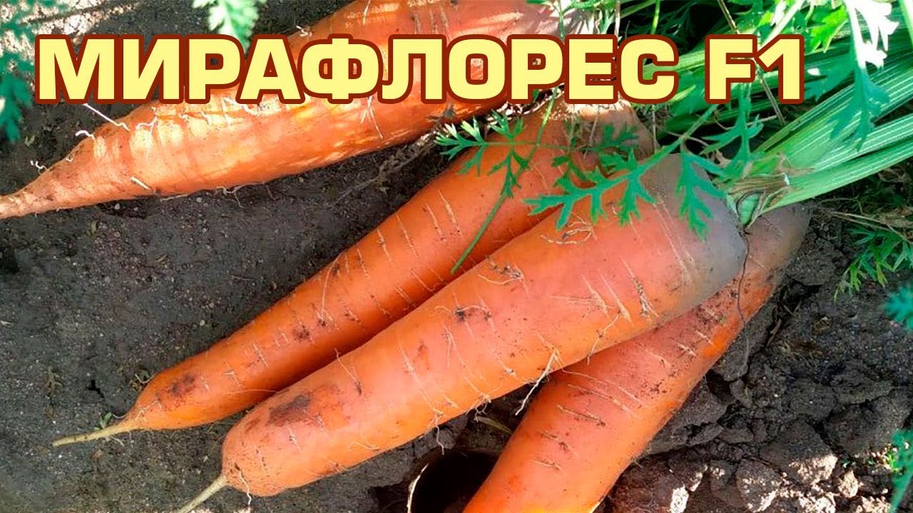 Лучшие сорта моркови: для хранения на зиму, урожайные, сладкие, крупные и другие