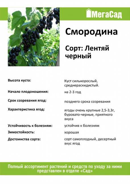 Черная смородина лентяй: описание сорта