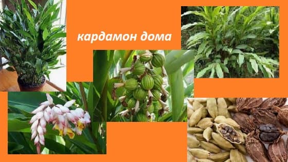 Комнатная карьера ароматного кардамона настоящего. элеттария кардамомум. уход в домашних условиях. фото — ботаничка