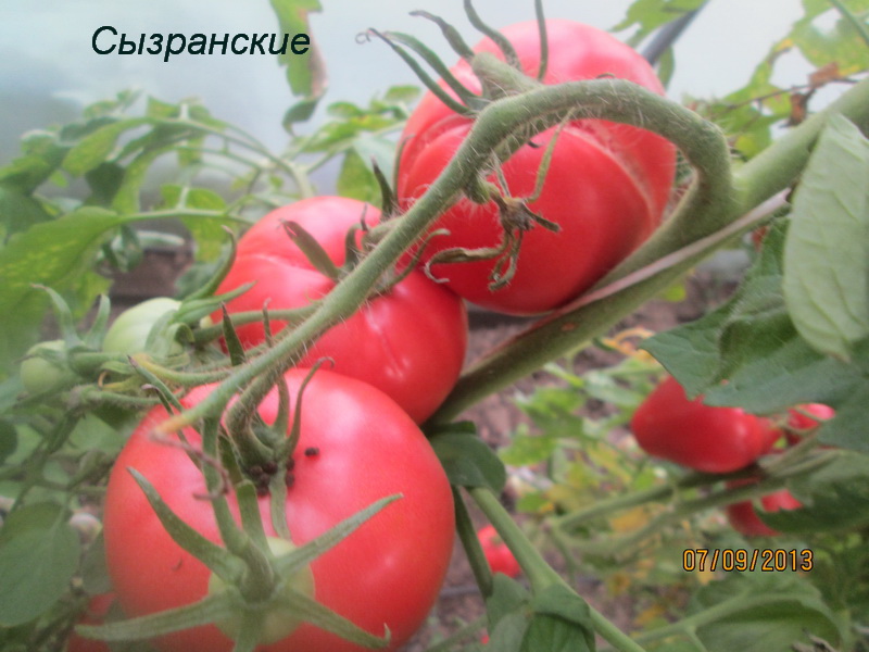Томат сызранская пипочка: характеристика и описание сорта с фото