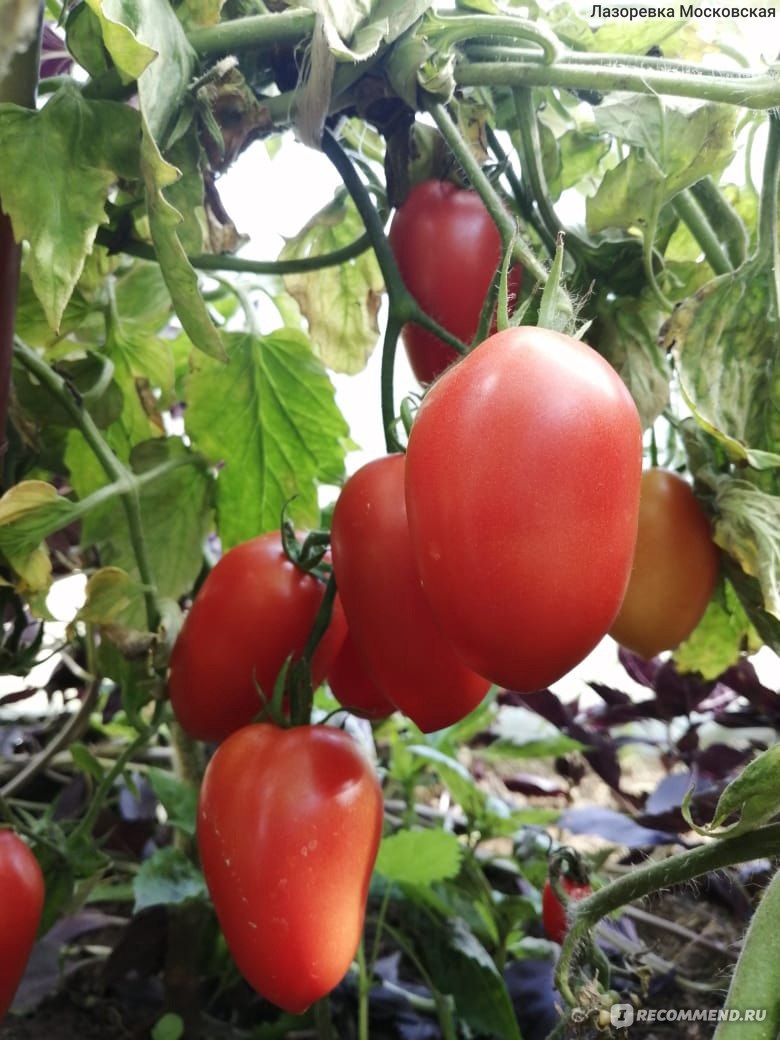 Томат лель: описание сорта, отзывы, фото