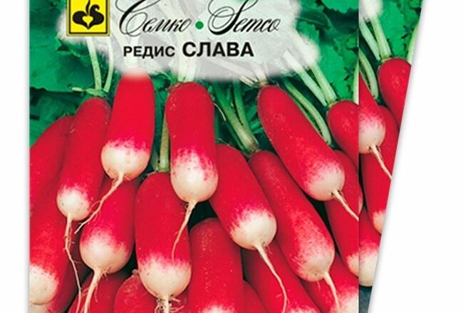 Слава — сорт растения редис