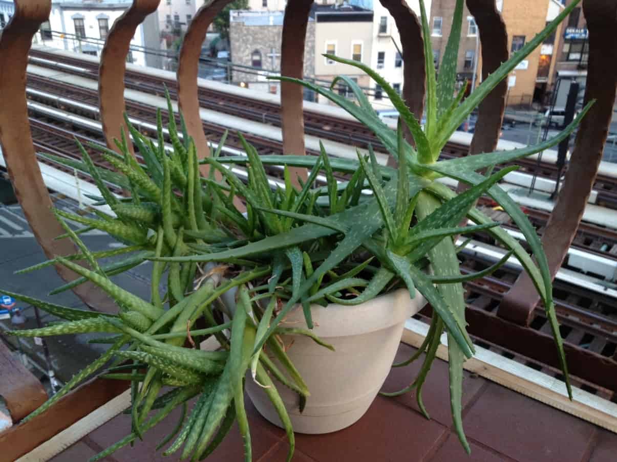 Ухаживание за алоэ древовидным (aloe arborescens) 