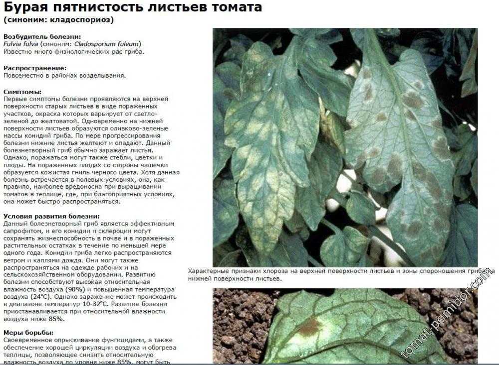 Бактериоз томатов в теплице: лечение бактериального увядания, фото болезни, проявления в виде гнили, пятнистости и других симптомов