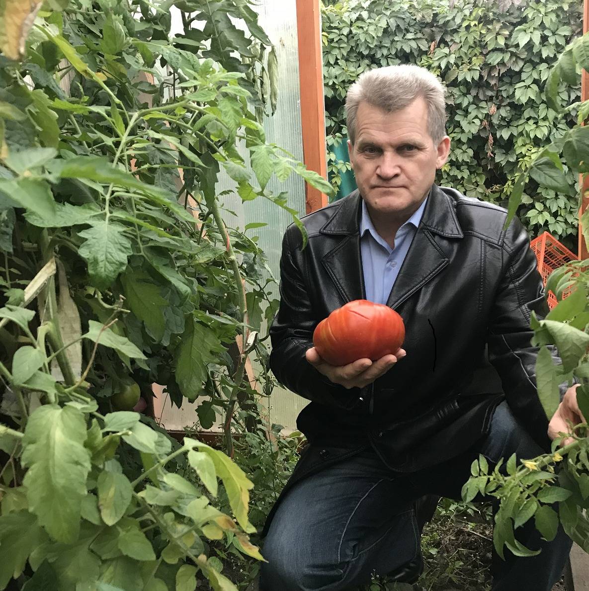 Легендарный узбекский томат "юсуповский" - описание сорта