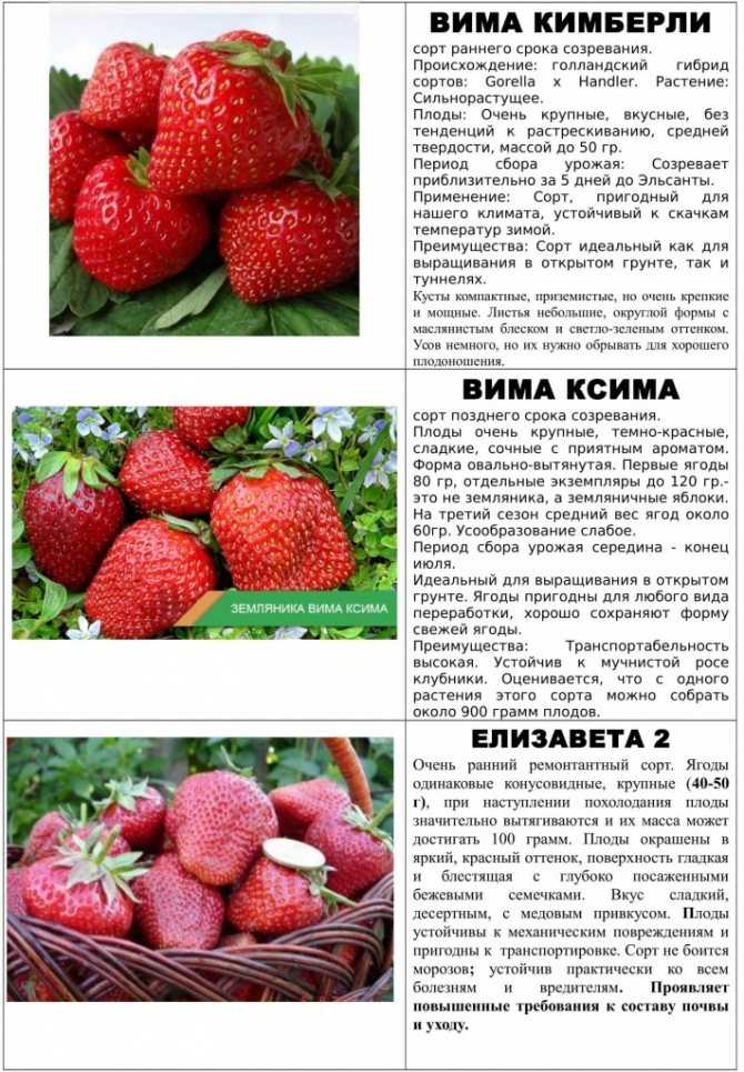 Выставочная — сорт растения земляника