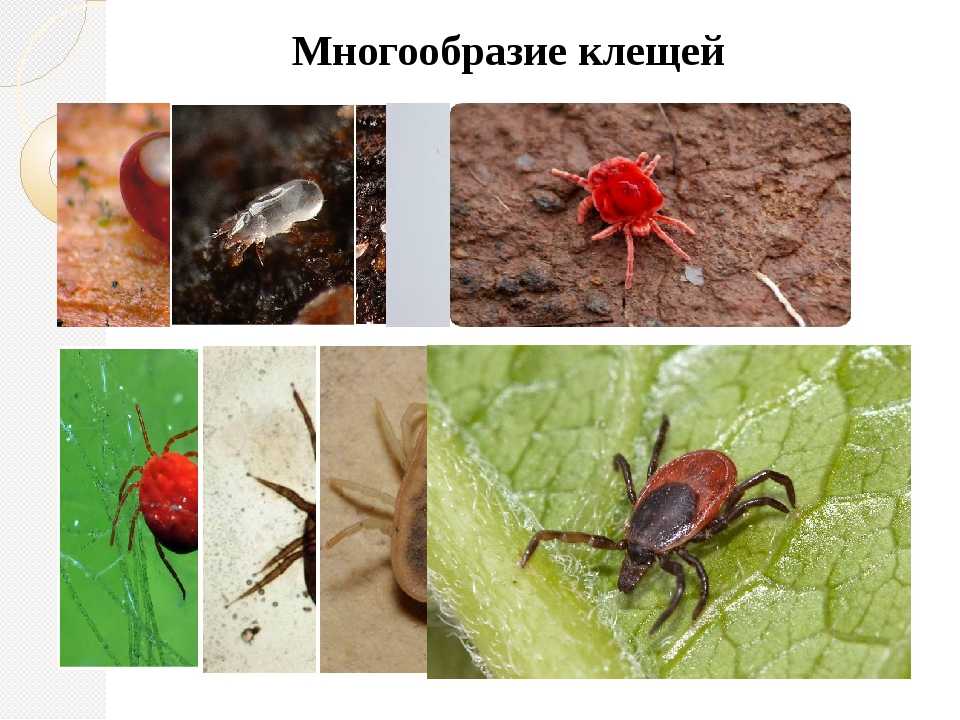 Клещи на фиалках и борьба с ними: признаки заражения, как выглядит на фото пораженный цветок, а также методы лечения от паутинного, цикламенового, плоскотельного клеща - чем и как обработать сенполии,
