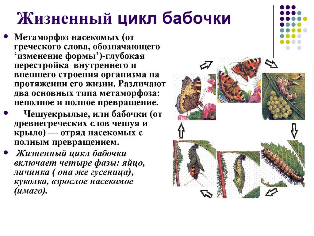 Тонкопряд хмелевой: что это за животное?