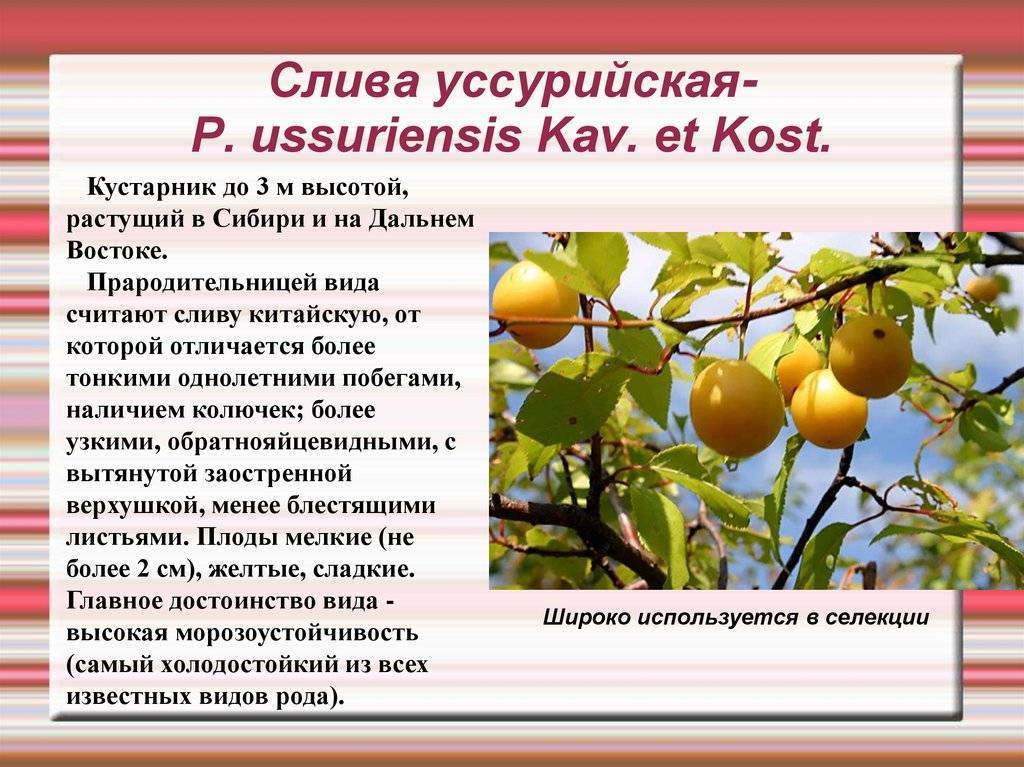 Слива шершневская описание сорта - у дачки