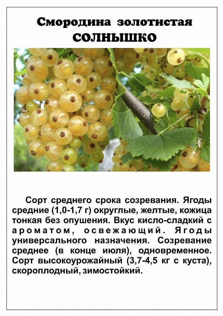 Белая смородина: сорта с описанием, фото, отзывами, белка, бланка, баяна