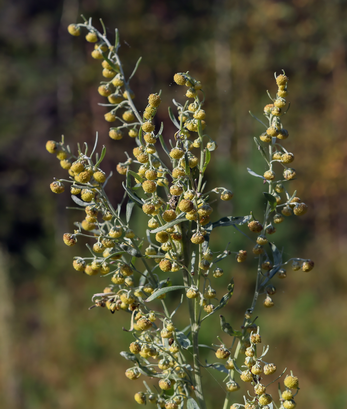 Полынь горькая (artemisia absinthium l.)|| сайт о травах и не только