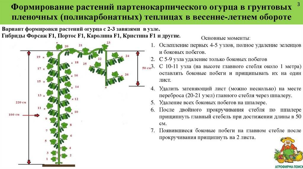 Описание сорта томата блю р20, особенности выращивания и ухода