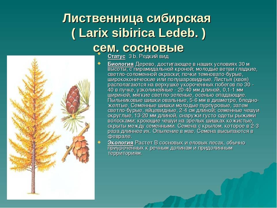 Какую лиственницу выбрать для сада и как за ней ухаживать? виды и сорта, посадка и уход. фото — ботаничка