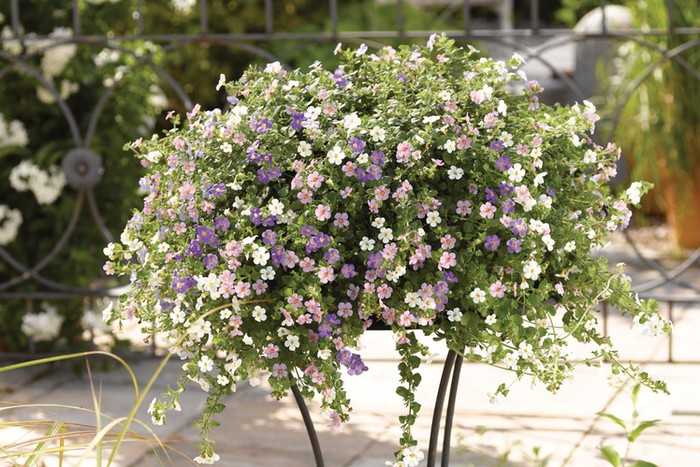 Бакопа / на латыни: bacopa