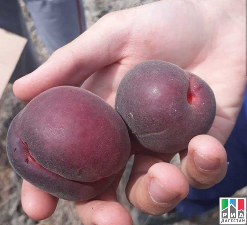 Абрикос кубанский черный описание сорта