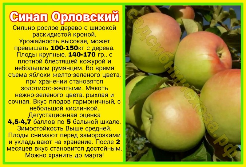 Яблоня горный синап: описание, фото сорта, отзывы садоводов, а также советы по уходу за деревом