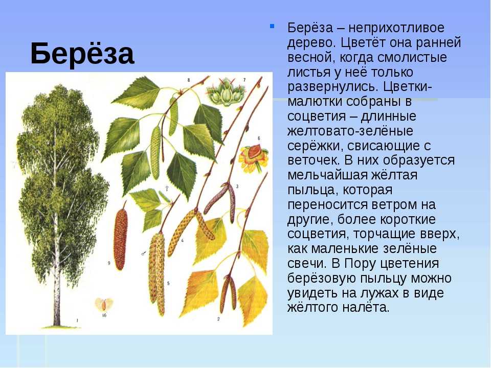 Береза повислая: описание, виды, посадка и уход, болезни