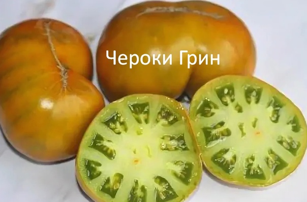 Индетерминантный, среднеспелый, урожайный, редкий сорт томата Заказать семена томата Чероки грин почтой у коллекционеров