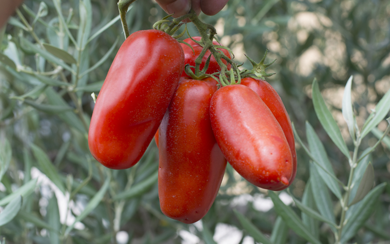 Томат сан марцано (san marzano): характеристика и описание сорта, отзывы об урожайности, фото помидоров